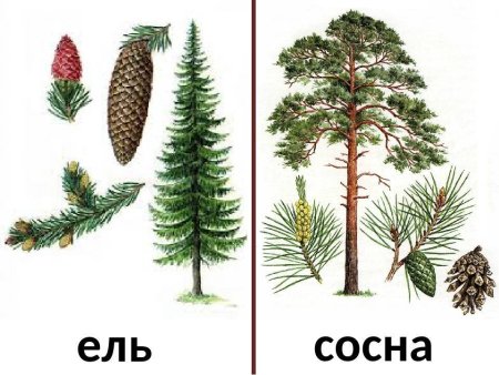 Дерево ель сосна