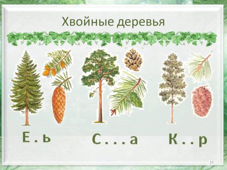 Хвойные деревья задания для дошкольников