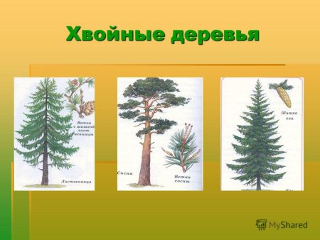 Хвойные деревья названия с картинками