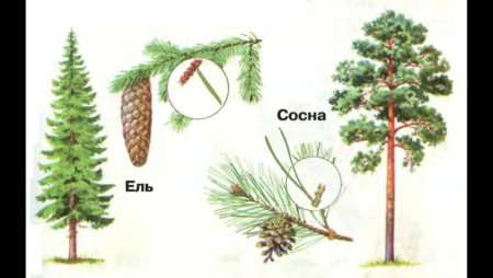 Лиственные и хвойные деревья 1 класс окружающий мир