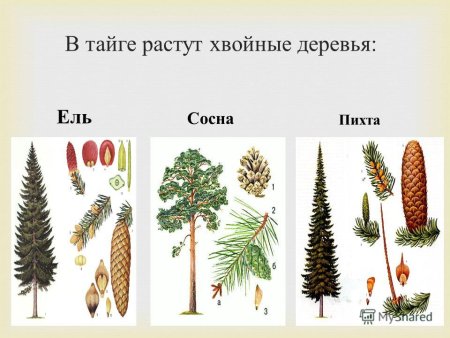 Хвойное дерево, растущее в тайге