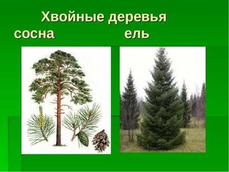 Хвоинки сосна и ель
