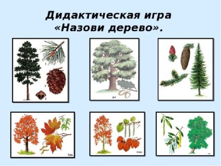 Хвойные деревья для дошкольников