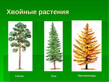 Ель сосна Кедровая сосна пихта лиственница
