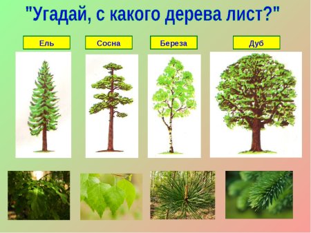 Береза дуб клен ель