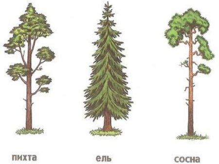 Ель и сосна для детей