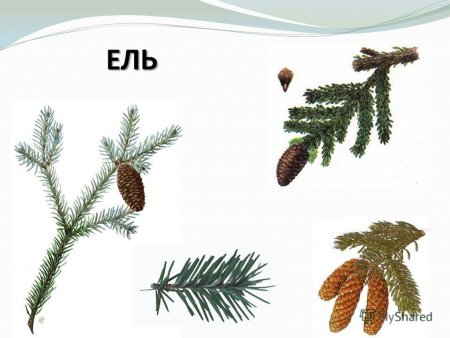 Хвоинки дерева ель обыкновенная