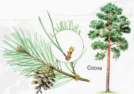 Хвоинки сосны обыкновенной