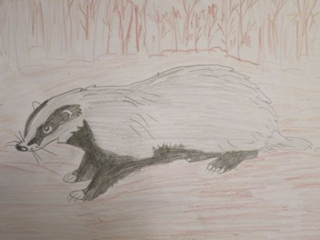 Барсук детский рисунок