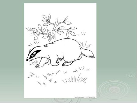 К. Паустовский "барсучий нос"