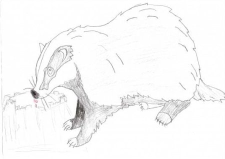 Паустовский барсучий нос раскраска