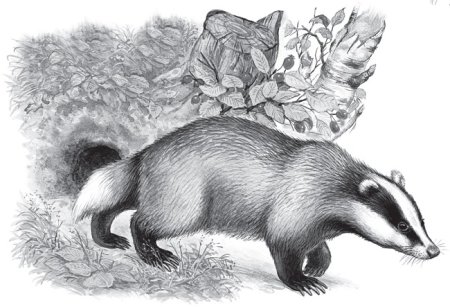Барсук рисунок