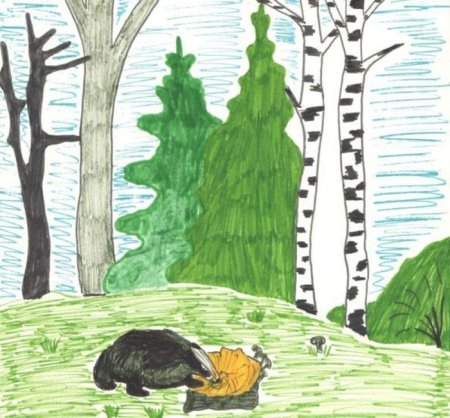 Как нарисовать барсука поэтапно