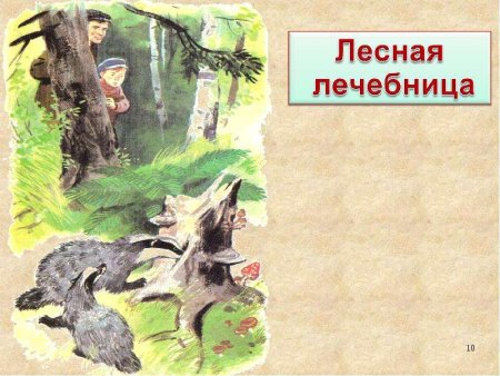 Барсук медоед раскраска