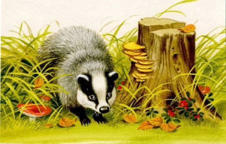 Константин Паустовский барсучий нос