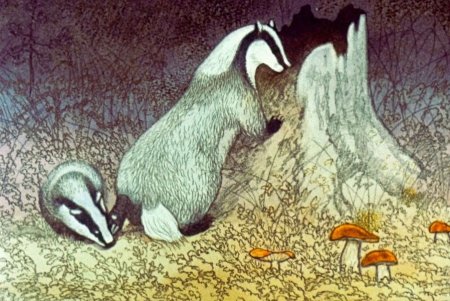 Паустовский барсучий нос рисунок к рассказу