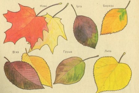 Листья деревьев осенью