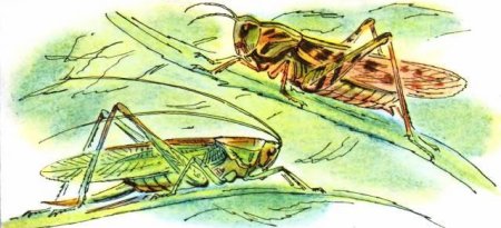 С.С. Прокофьева «Кузнечики и Стрекозы»