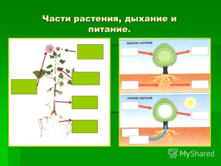 Питание и дыхание растений