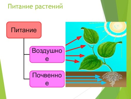 Схема питания растений 6 класс биология