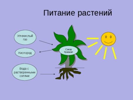 Питание растений