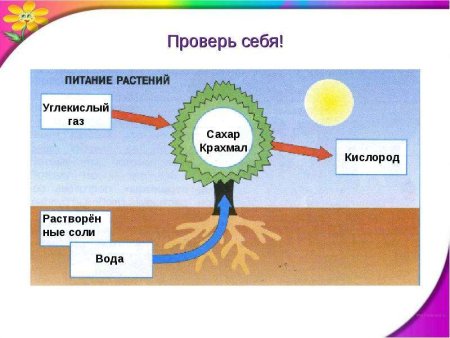 Схема дыхания растений 3 класс