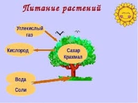 Схема питания растений 3 класс окружающий мир
