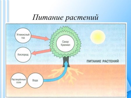 Процесс питания растений