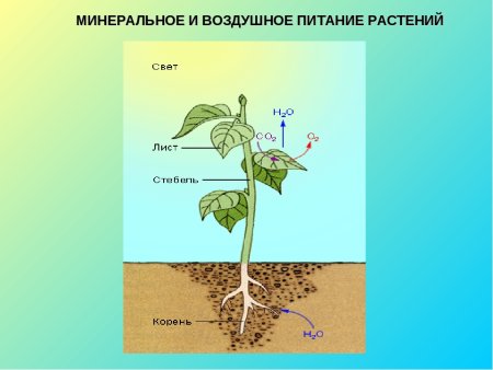 Миндальное питание растений