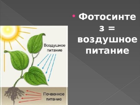 Почвенное и воздушное питание растений