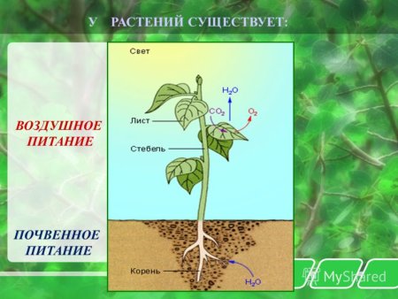 Поглощение углекислого газа растениями