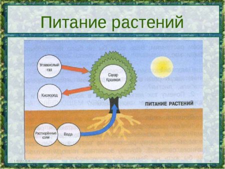 Питание растений