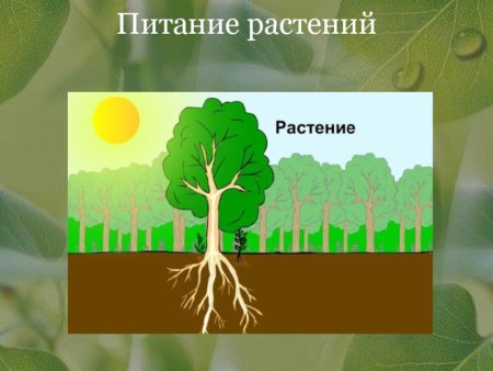 Схема питания растений