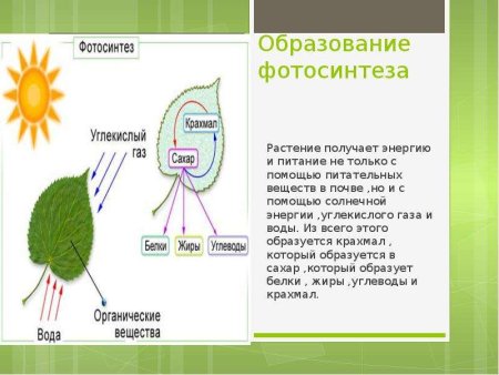 Что растения всасывают из почвы