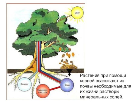 Питание растений