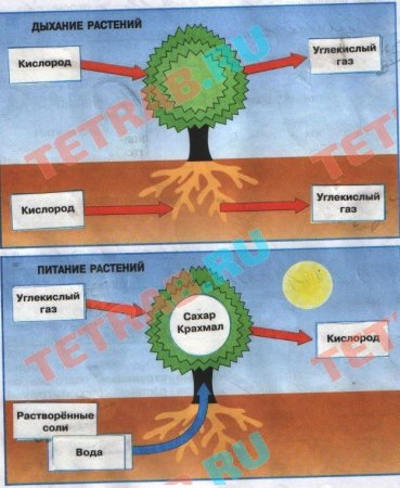 Питание растений фотосинтез