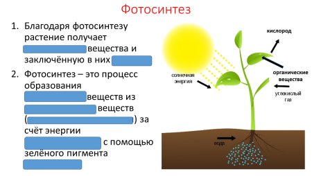 Фотосинтез питание растений биология 6 класс