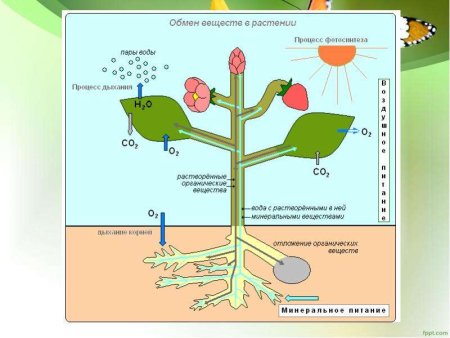 Воздушное питание растений схема