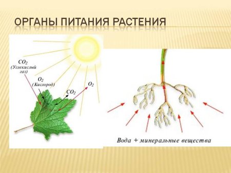 Питание растений минеральное питание фотосинтез