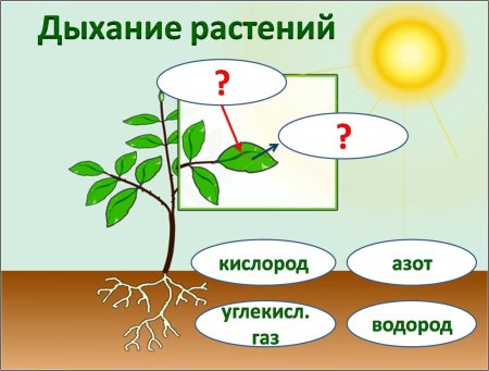 Что выделяют растения