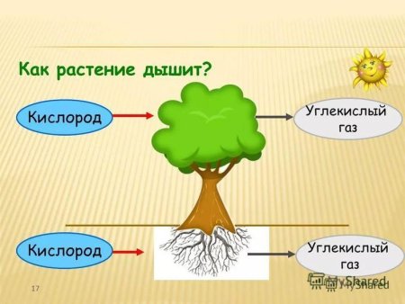 Питание и дыхание растений 3 класс окружающий мир