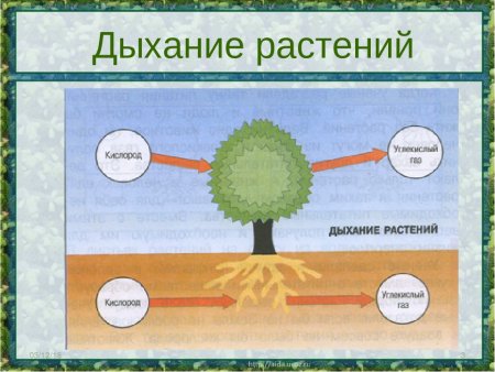 Питание растений