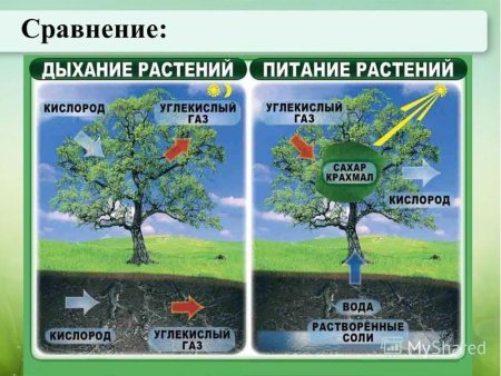 Почвенное питание растений схема