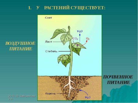 Минеральное питание растений