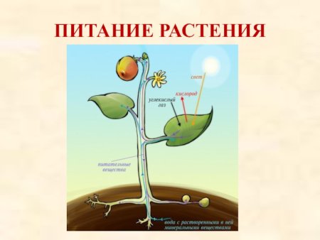 Дыхание растений