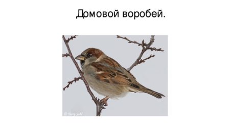 Конкурс Домовой Воробей птица