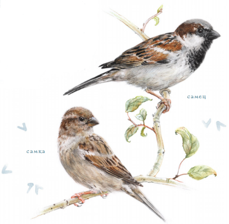 Птица года 2022 в России Домовой Воробей