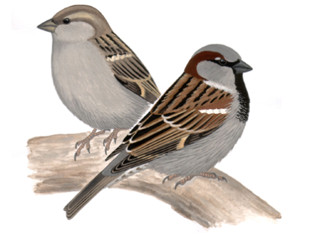 Поэтапное рисование воробья