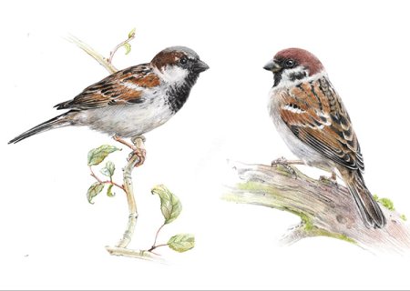 Картина воробушки