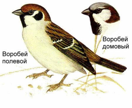 Птица года Воробей